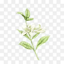 百合花插画-空若网 百合花插画-空若网