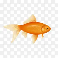 橙色椭圆金鱼素材-空若网 橙色椭圆金鱼素材-空若网