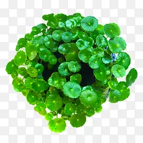 铜钱草绿色植物免费下载-空若网 铜钱草绿色植物免费下载-空若网