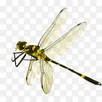 ���ڽ��������ڷ�-������