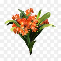 花朵君子兰-空若网 花朵君子兰-空若网