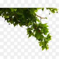 绿色树枝果实梧桐树-空若网 绿色树枝果实梧桐树-空若网