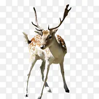 �ɰ���¹��ʵд��-������