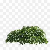 一堆小草-空若网 一堆小草-空若网