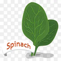 绿色菠菜蔬菜矢量素材-空若网 绿色菠菜蔬菜矢量素材-空若网
