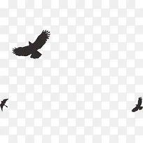 雄鹰-空若网 雄鹰-空若网