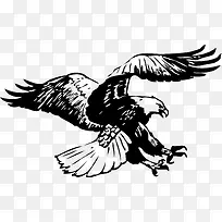 ��ӥ-������