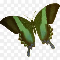 墨绿色的蝴蝶-空若网 墨绿色的蝴蝶-空若网