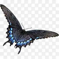 飞行的蓝色蝴蝶-空若网 飞行的蓝色蝴蝶-空若网