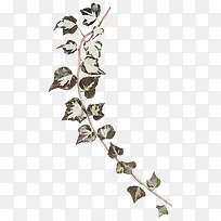 树藤图片素材-空若网 树藤图片素材-空若网