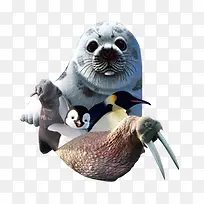 海洋动物-空若网 海洋动物-空若网