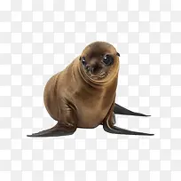 �ɰ��ĺ�ʨ-������