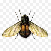 矢量苍蝇-空若网 矢量苍蝇-空若网