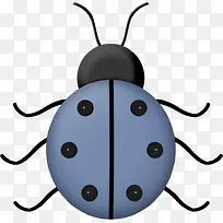 七星瓢虫-空若网 七星瓢虫-空若网