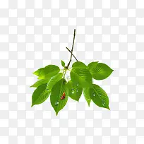 ÂÌÉ«Ê÷Ö¦-¿ÕÈôÍø ÂÌÉ«Ê÷Ö¦-¿ÕÈôÍø