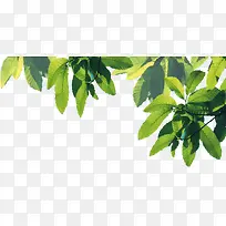 À¶ÌìÂÌÊ÷±³¾°-¿ÕÈôÍø À¶ÌìÂÌÊ÷±³¾°-¿ÕÈôÍø