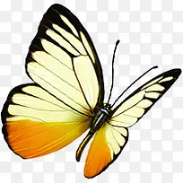 手绘蝴蝶创意栏目-空若网 手绘蝴蝶创意栏目-空若网