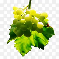 水果提子-空若网 水果提子-空若网