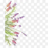 薰衣草和迷迭香白色隔离-空若网 薰衣草和迷迭香白色隔离-空若网