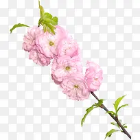 漂浮花朵-空若网 漂浮花朵-空若网