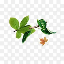 绿叶树枝漂浮背景素材-空若网 绿叶树枝漂浮背景素材-空若网