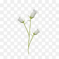 ��ɫ����-������