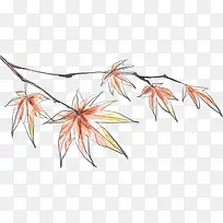 手绘枝头枫叶-空若网 手绘枝头枫叶-空若网
