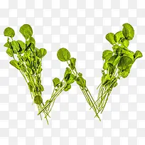 豆瓣菜字母W-空若网 豆瓣菜字母W-空若网