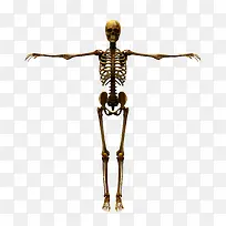 骷髅-空若网 骷髅-空若网