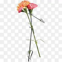 ������Ӱ��ɫ�ľջ���ʦ�ڿ���-������