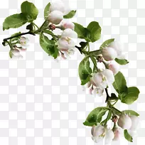 ƻ����Ӱ������-ӣ����-������