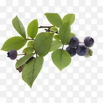 生鲜蓝莓水果店铺促销-空若网 生鲜蓝莓水果店铺促销-空若网