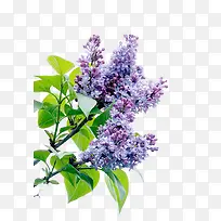 薰衣草花-空若网 薰衣草花-空若网