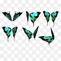 蝴蝶翅膀不显眼艺术色彩-蝴蝶-空若网 蝴蝶翅膀不显眼艺术色彩-蝴蝶-空若网