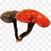 灵芝仙草灵药素材-空若网 灵芝仙草灵药素材-空若网