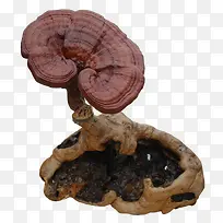 灵芝仙草草药古典药草-空若网 灵芝仙草草药古典药草-空若网