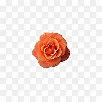 玫瑰-空若网 玫瑰-空若网