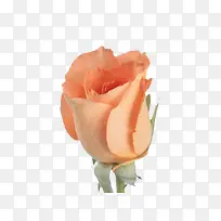 橙色的玫瑰-空若网 橙色的玫瑰-空若网