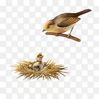 鸟类哺乳-空若网 鸟类哺乳-空若网