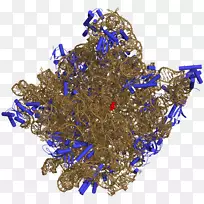 核糖体肽基转移酶核糖体RNA原核大核糖体亚基-50-空若网 核糖体肽基转移酶核糖体RNA原核大核糖体亚基-50-空若网