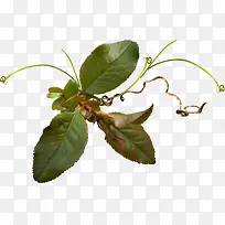 ��ɫҶ�Ӳ���ʵ��-������