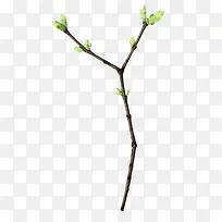 树枝-空若网 树枝-空若网
