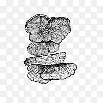 手绘木耳-空若网 手绘木耳-空若网