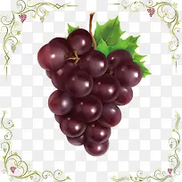手绘紫色葡萄环纹矢量图-空若网 手绘紫色葡萄环纹矢量图-空若网