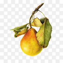 手绘鸭梨-空若网 手绘鸭梨-空若网