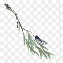 白杨树-空若网 白杨树-空若网