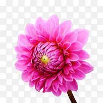 大丽花花园德兰士瓦雏菊科-大丽花-空若网 大丽花花园德兰士瓦雏菊科-大丽花-空若网