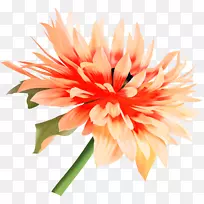 花巴西大丽花-空若网 花巴西大丽花-空若网