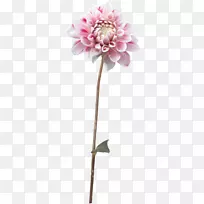花大丽花植物剪贴画-大丽花-空若网 花大丽花植物剪贴画-大丽花-空若网