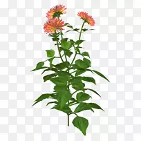 ����ֲ�������-����-������